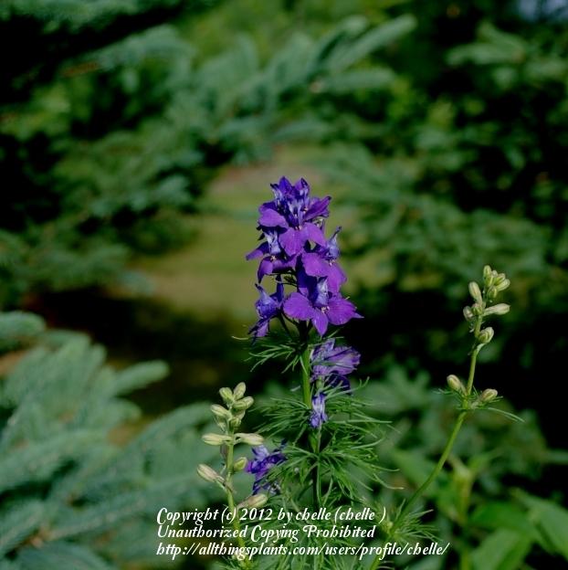 Photo of Larkspur (Consolida ajacis) uploaded by chelle