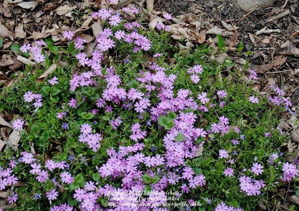 Photo of Creeping Phlox (Phlox subulata 'Fort Hill') uploaded by chelle