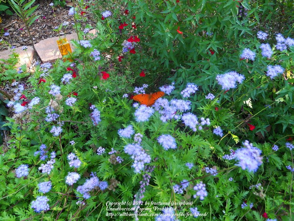 Photo of Gregg's Mistflower (Conoclinium greggii) uploaded by frostweed