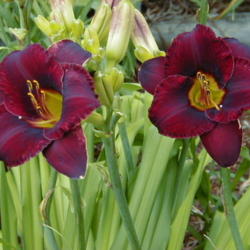 
Date: 1999-06-29
Image courtesy of Archway Daylily Gardens Used with permission