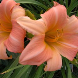 
Date: 2003-06-25
Image courtesy of Archway Daylily Gardens Used with permission