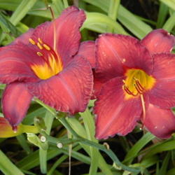 
Date: 1999-07-17
Image courtesy of Archway Daylily Gardens Used with permission