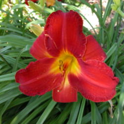 
Date: 2003-07-12
Image courtesy of Archway Daylily Gardens Used with permission