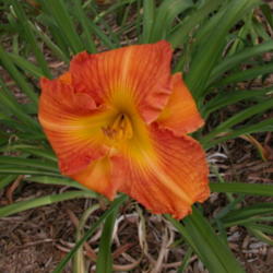 
Date: 2003-07-31
Image courtesy of Archway Daylily Gardens Used with permission