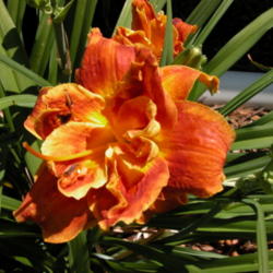 
Date: 2003-07-11
Image courtesy of Archway Daylily Gardens Used with permission