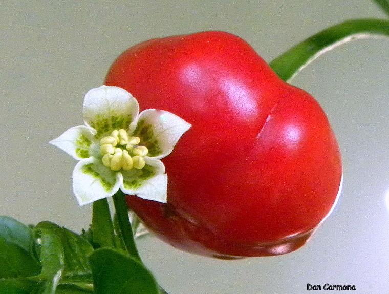 Photo of Hot Pepper (Capsicum baccatum 'Aji Brazilian Red Pumpkin') uploaded by DanCarmona