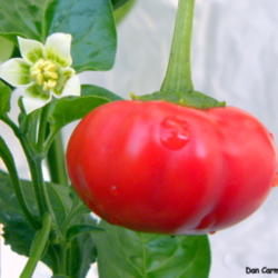 Location: Zone 5
Date: 2011-08-24
Very beautiful and very rare, this Brazilian origin peppers produ