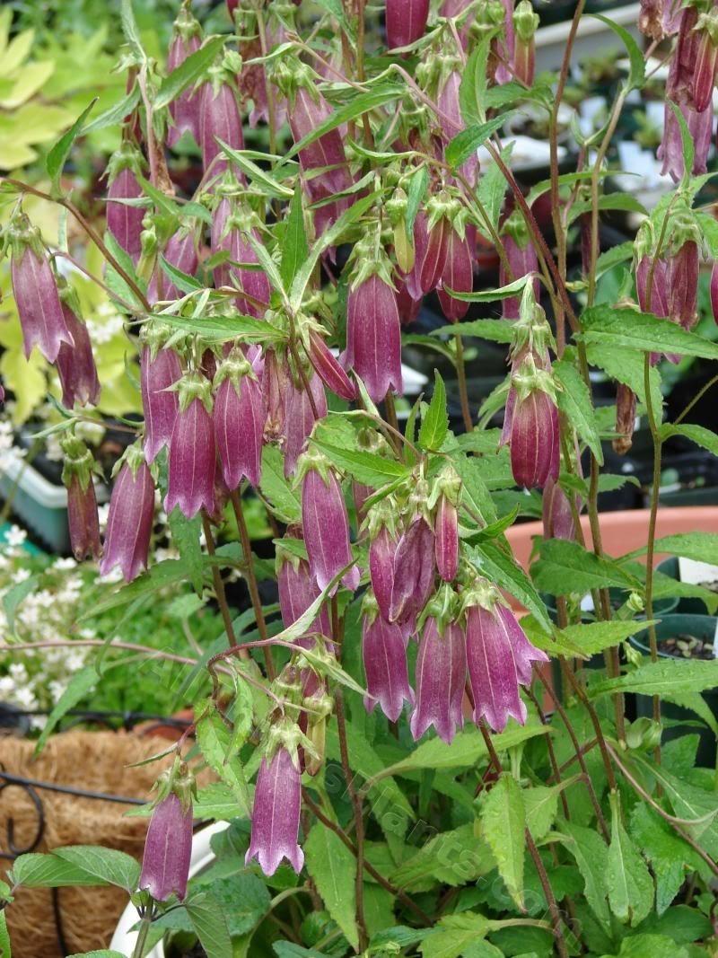 Photo of Spotted Bellflower (Campanula punctata 'Cherry Bells') uploaded by Joy