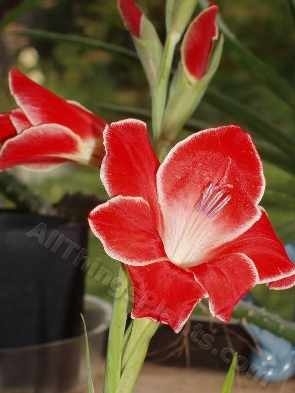 Photo of Gladiolus 'Atom' uploaded by Joy