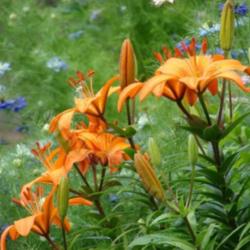 Location: In my garden in Kalama, Wa.
Date: 2006-06-24
Asiatic Lily with Love in a mist in background
