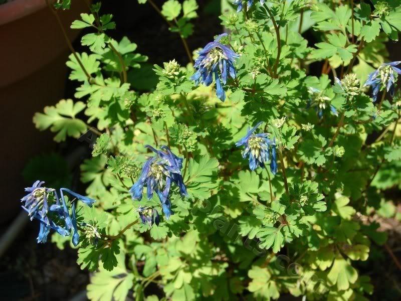 Photo of Blue Corydalis (Corydalis elata) uploaded by Joy