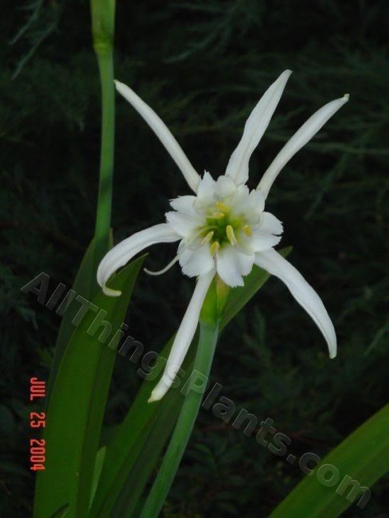 Photo of Peruvian Daffodil (Ismene x deflexa) uploaded by Joy