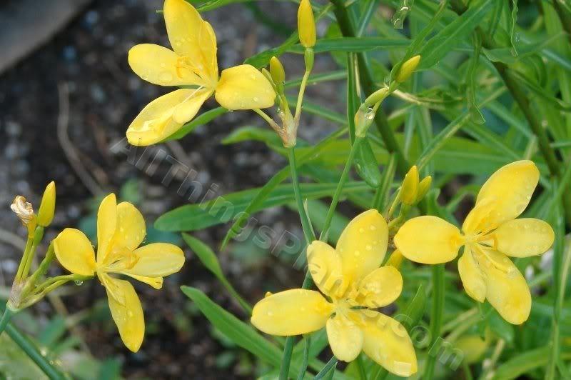 Photo of Species Iris (Iris domestica 'Hello Yellow.') uploaded by Joy