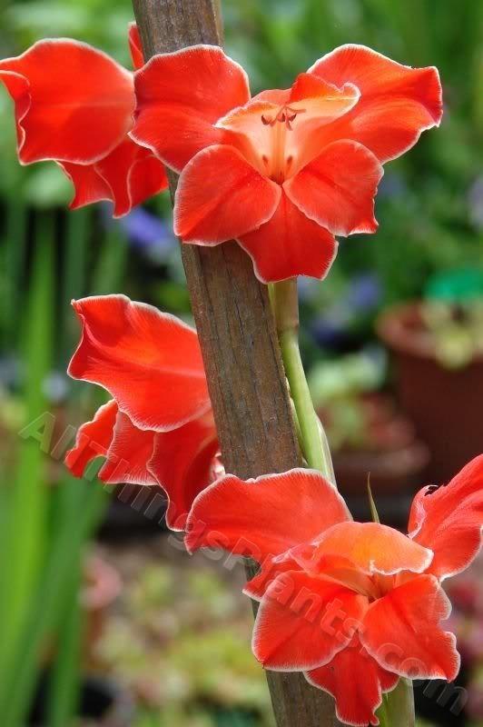Photo of Gladiolus 'Atom' uploaded by Joy