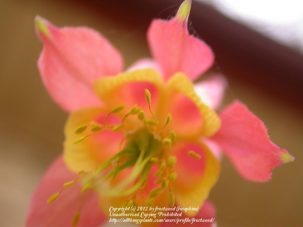 Photo of Eastern Red Columbine (Aquilegia canadensis) uploaded by frostweed