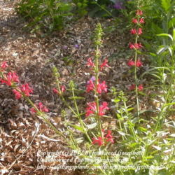 Location: Fielder House Butterfly garden Arlington, Texas.
Date: Summer 2010
This plant is a must have for the butterfly garden.