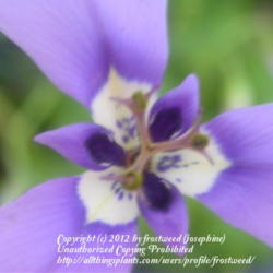 Location: My yard in Arlington, Texas.
Date: Spring 2010
Close up of flower.