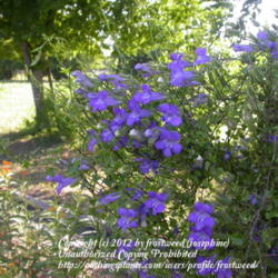 Location: Fielder House Butterfly garden Arlington, Texas.
Date: Summer 2010
This is very cute plant.