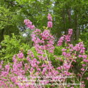 The flowers resemble Redbud.