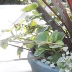 Location: Sun
Date: August 2011
Plectranthus is a great addition to any planter.It spreads and tr