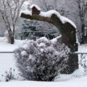 The Benefits and Drawbacks of Snow in the Garden