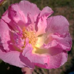 Location: Arkansas Zone 8
Date: 2011-11-20
Confederate Rose, Hibiscus mutabilis