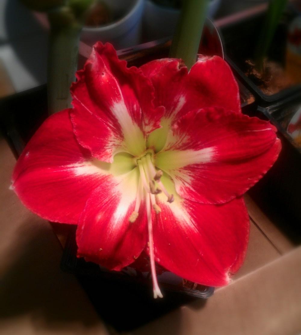 Photo of Amaryllis (Hippeastrum 'Cocktail') uploaded by huneybunch_2000
