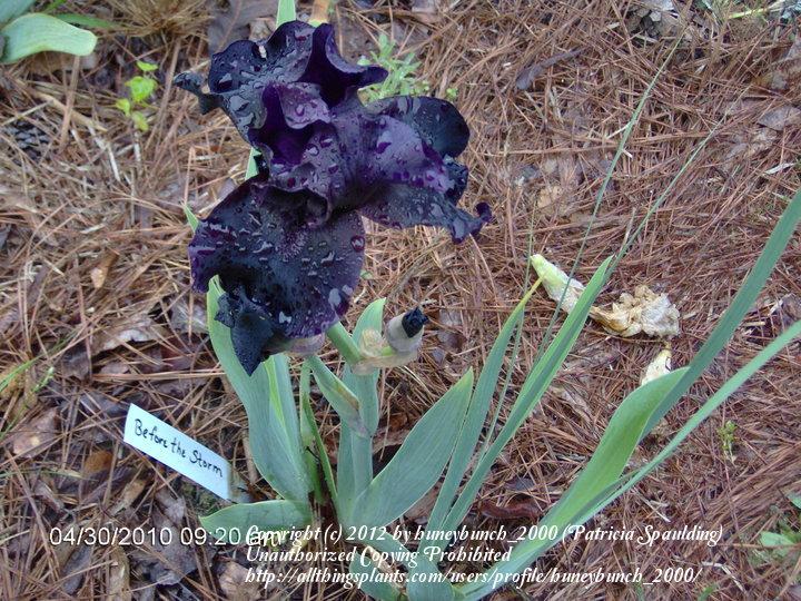 Photo of Tall Bearded Iris (Iris 'Before the Storm') uploaded by huneybunch_2000