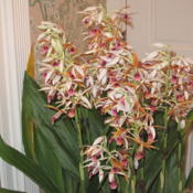 Phaius Tancarvilleae - Nun's Orchid