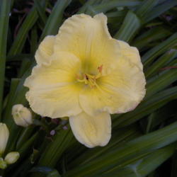 
Date: 1999-07-17
Image courtesy of Archway Daylily Gardens Used with permission