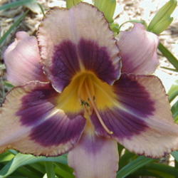 
Date: 2000-06-25
Image courtesy of Archway Daylily Gardens Used with permission