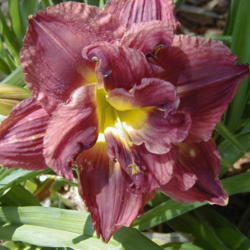 
Date: 2000-06-20
Image courtesy of Archway Daylily Gardens Used with permission