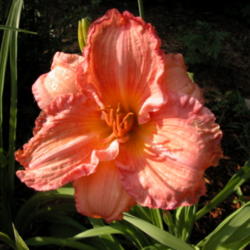 
Date: 2003-06-27
Image courtesy of Archway Daylily Gardens Used with permission