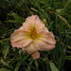 Image courtesy of Archway Daylily Gardens Used with permission