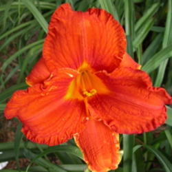 
Date: 2003-07-07
Image courtesy of Archway Daylily Gardens Used with permission