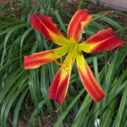 
Date: 2003-07-08
Image courtesy of Archway Daylily Gardens Used with permission