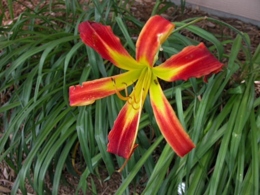 Photo of Daylily (Hemerocallis 'Red Ribbons') uploaded by vic