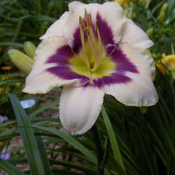 
Date: 1999-06-26
Image courtesy of Archway Daylily Gardens Used with permission