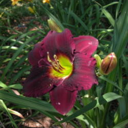 
Date: 2003-07-12
Image courtesy of Archway Daylily Gardens Used with permission