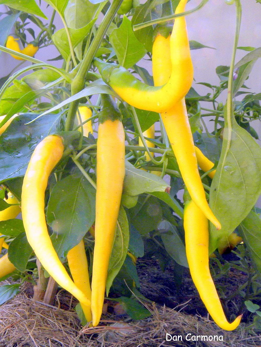 Photo of Hot Pepper (Capsicum annuum 'Golden Cayenne') uploaded by DanCarmona