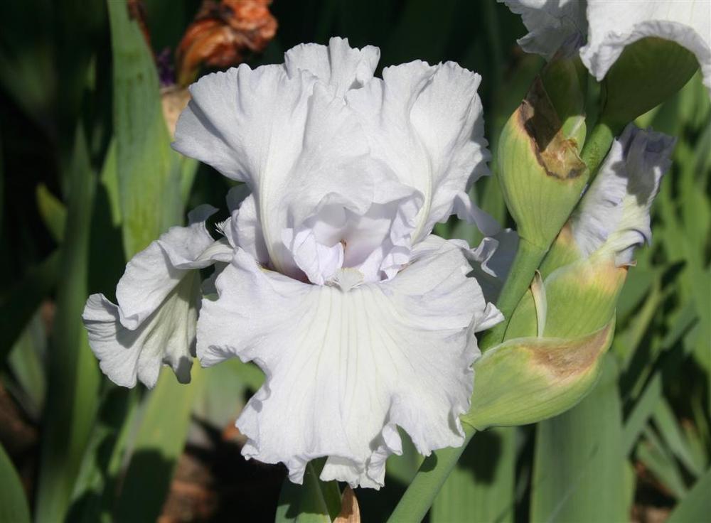 Photo of Tall Bearded Iris (Iris 'Lady of Leoness') uploaded by KentPfeiffer