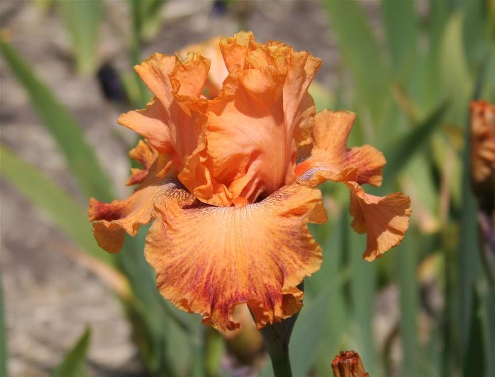 Photo of Border Bearded Iris (Iris 'Wild') uploaded by KentPfeiffer