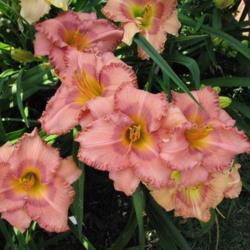 Location: Little Garden of Big Dreams - Dayton KY
Date: July 2010
This daylily usually has several blooms open on the same scape at