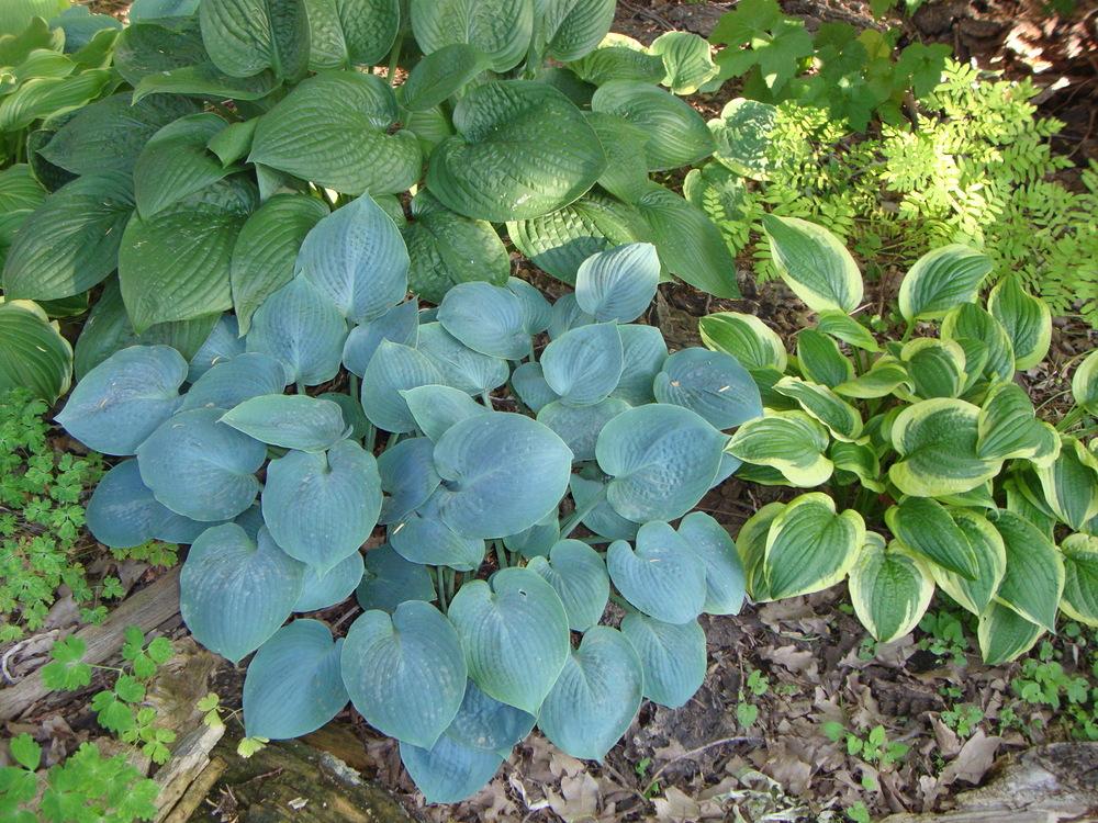 Photo of Hosta 'Camelot' uploaded by Paul2032