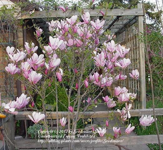 Photo of Saucer Magnolia (Magnolia x soulangeana) uploaded by Seedsower