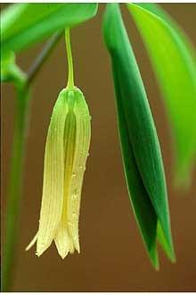 Photo of Merrybells (Uvularia sessilifolia) uploaded by SongofJoy