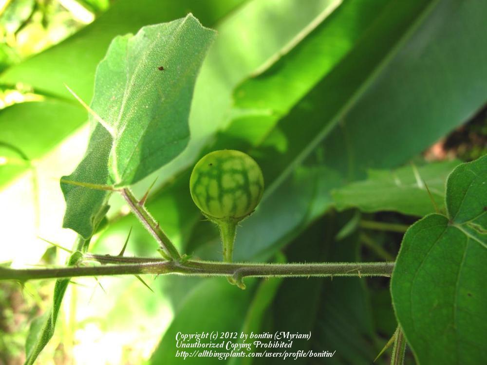 Photo of Tropical Soda Apple (Solanum viarum) uploaded by bonitin