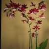 Phaius Chariots of Fire
