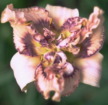 Photo of Daylily (Hemerocallis 'Double Intricacy') uploaded by vic