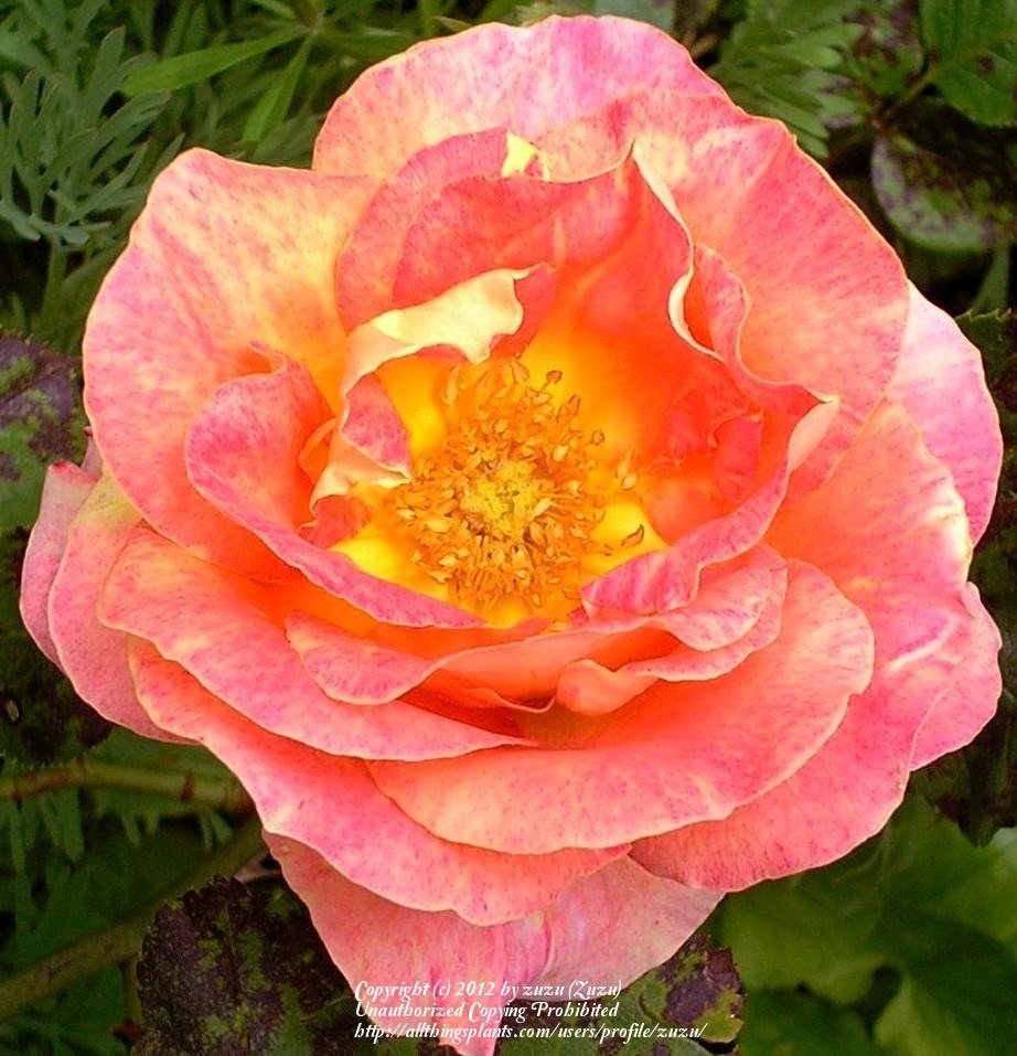 Photo of Rose (Rosa 'Decor Arlequin') uploaded by zuzu